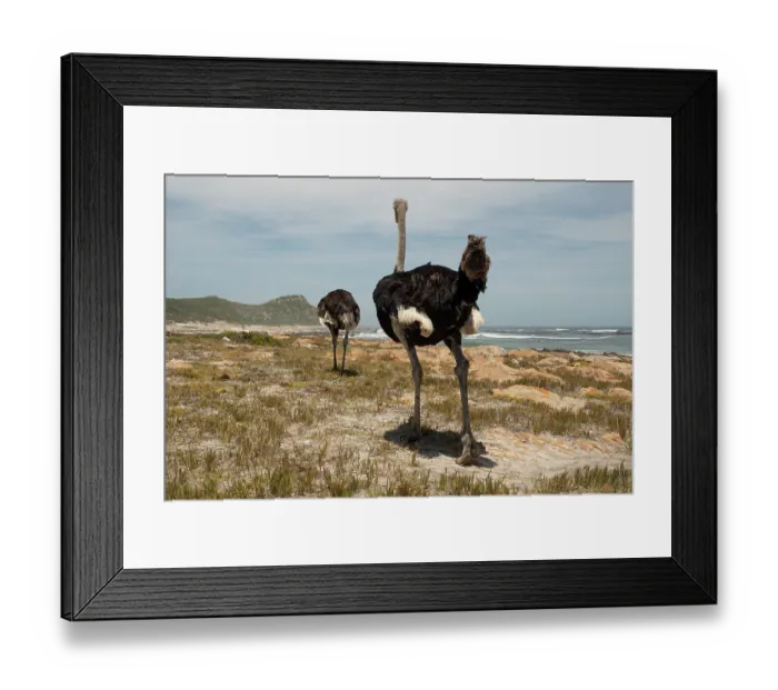 Framed Print : Two South African ostriches (Struthio camelus australis) male, walking along shore, Cape Point Nature Reserve, Table Mountain National Park, Western Cape, South Africa Framed Print : Two South African ostriches (Struthio camelus australis) male, walking along shore, Cape Point Nature Reserve, Table Mountain National Park, Western Cape, South Africa