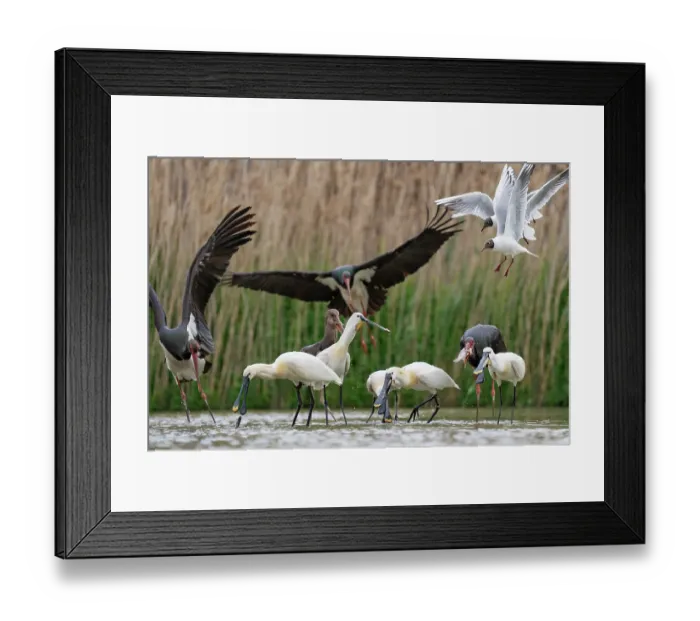 Framed Print : Group of Black storks (Ciconia nigra) and Eurasian spoonbills (Platalea leucorodia) fishing in shallow water with two Black-headed gulls (Larus ridibundus) in flight above Framed Print : Group of Black storks (Ciconia nigra) and Eurasian spoonbills (Platalea leucorodia) fishing in shallow water with two Black-headed gulls (Larus ridibundus) in flight above