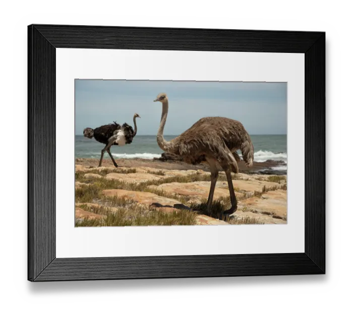 Framed Print : South African ostriches (Struthio camelus australis) pair, standing on the shore, Cape Point Nature Reserve, Table Mountain National Park, Western Cape, South Africa Framed Print : South African ostriches (Struthio camelus australis) pair, standing on the shore, Cape Point Nature Reserve, Table Mountain National Park, Western Cape, South Africa