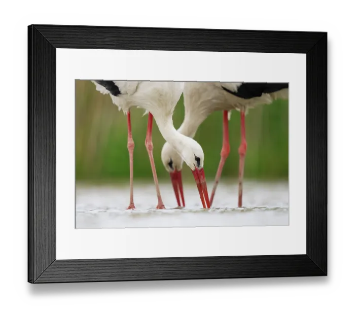 Framed Print : Two White storks (Ciconia ciconia) feeding in shallow water, Pusztaszer, Kiskunsagi National Park, Hungary. May