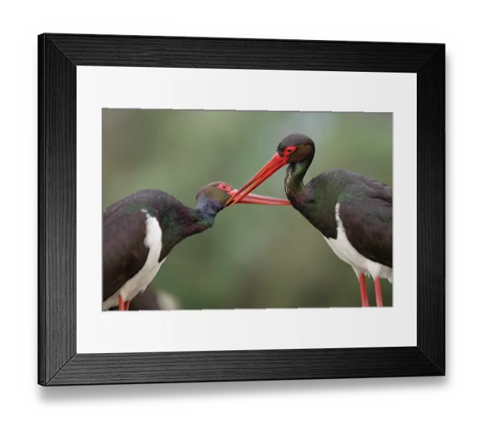 Framed Print : Two Black storks (Ciconia nigra) allopreening, Pusztaszer, Kiskunsagi National Park, Hungary. May Framed Print : Two Black storks (Ciconia nigra) allopreening, Pusztaszer, Kiskunsagi National Park, Hungary. May
