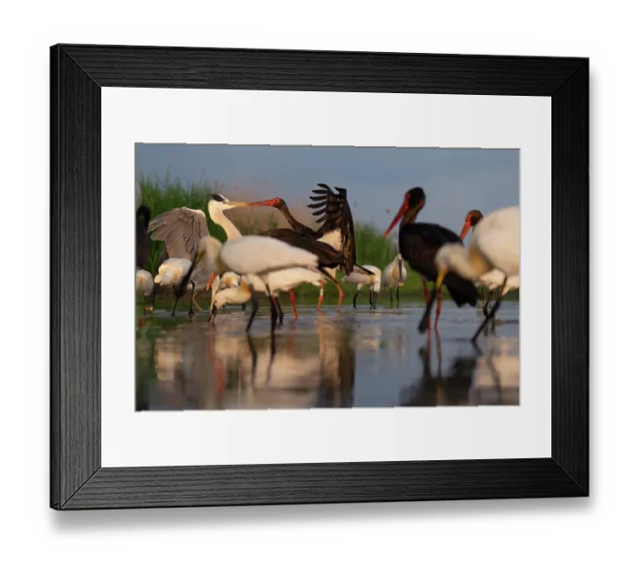 Framed Print : Black stork (Ciconia nigra) fighting with Grey heron (Ardea cinerea) surrounded by Eurasian spoonbills (Platalea leucorodia) and Black storks (Ciconia nigra) Framed Print : Black stork (Ciconia nigra) fighting with Grey heron (Ardea cinerea) surrounded by Eurasian spoonbills (Platalea leucorodia) and Black storks (Ciconia nigra)