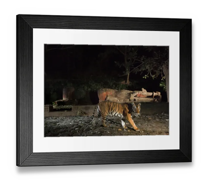 Framed Print : Bengal tiger (Panthera tigris tigris) female, passing in front of monolithic statue of Hindu God Vishu and Shiva. These sculptures are believed to be centuries old Framed Print : Bengal tiger (Panthera tigris tigris) female, passing in front of monolithic statue of Hindu God Vishu and Shiva. These sculptures are believed to be centuries old