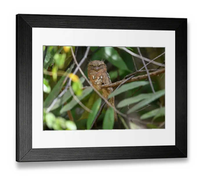 Framed Print : Sunda frogmouth (Batrachostomus cornutus) rufous morph, perched on branch in dense river-side vegetation, Lower Kinabatangan River, Sabah, Borneo Framed Print : Sunda frogmouth (Batrachostomus cornutus) rufous morph, perched on branch in dense river-side vegetation, Lower Kinabatangan River, Sabah, Borneo