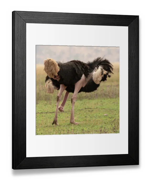 Framed Print : Masai ostrich (Struthio camelus massaicus) male, preening, Serengeti National Park, Tanzania Framed Print : Masai ostrich (Struthio camelus massaicus) male, preening, Serengeti National Park, Tanzania