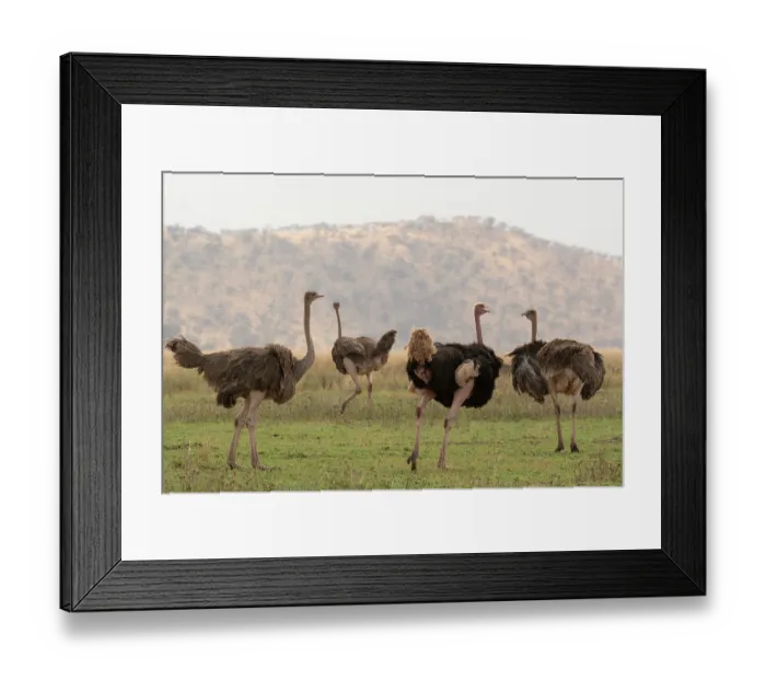 Framed Print : Masai ostriches (Struthio camelus massaicus) pair with two satellite females in nesting territory, Serengeti National Park, Tanzania Framed Print : Masai ostriches (Struthio camelus massaicus) pair with two satellite females in nesting territory, Serengeti National Park, Tanzania