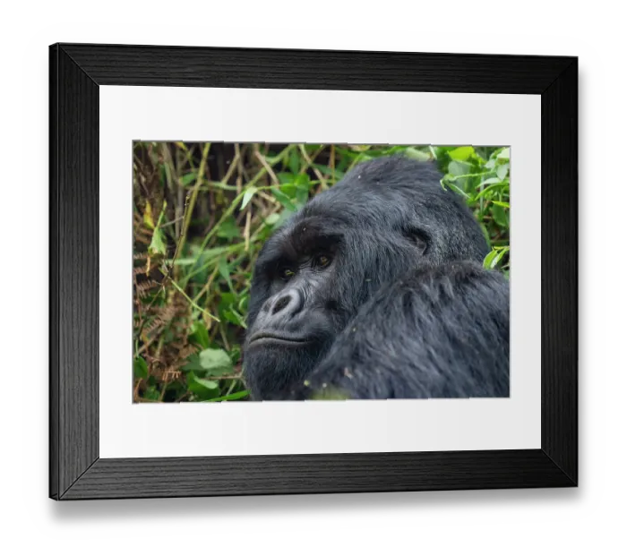 Framed Print : RF - Mountain gorilla (Gorilla beringei beringei) silverback aged 42 years, head portrait, Mgahinga Gorilla National Park, Uganda. Endangered Framed Print : RF - Mountain gorilla (Gorilla beringei beringei) silverback aged 42 years, head portrait, Mgahinga Gorilla National Park, Uganda. Endangered