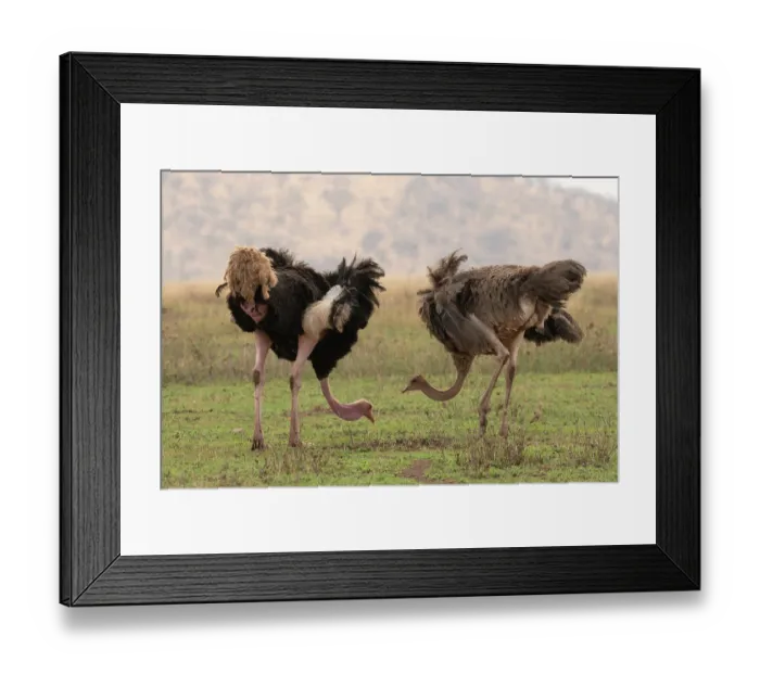 Framed Print : Masai ostriches (Struthio camelus massaicus) pair, feeding, Serengeti National Park, Tanzania Framed Print : Masai ostriches (Struthio camelus massaicus) pair, feeding, Serengeti National Park, Tanzania