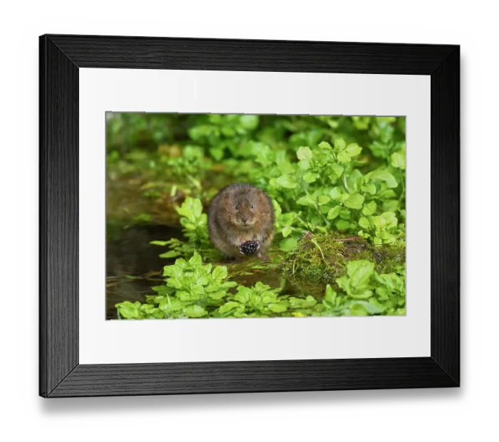 Framed Print : Water vole (Arvicola amphibius) feeding on a Blackberry (Rubus sp.) at water's edge, Kent, England, UK. April Framed Print : Water vole (Arvicola amphibius) feeding on a Blackberry (Rubus sp.) at water's edge, Kent, England, UK. April