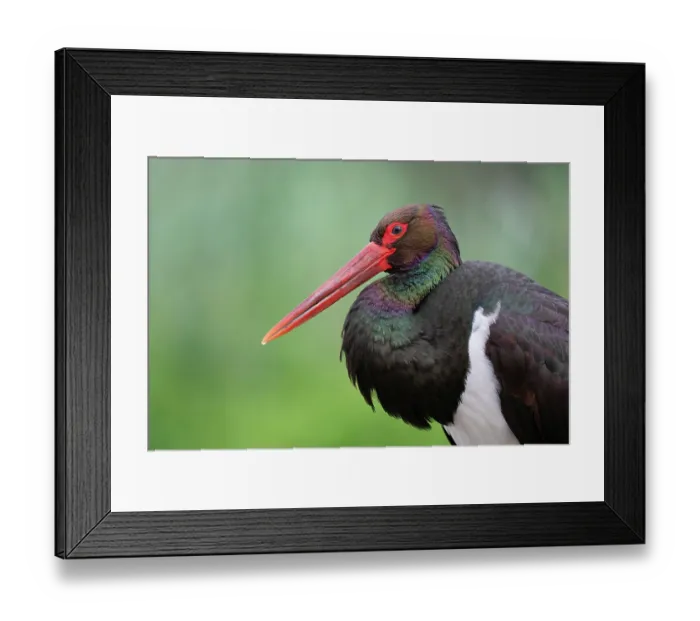 Framed Print : Black stork (Ciconia nigra) portrait, Pusztaszer, Kiskunsagi National Park, Hungary. May