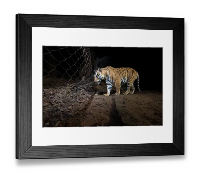 Framed Print : Bengal tiger (Panthera tigris tigris) male, smelling scent of tigress and cubs on wire fence, Bandhavgarh Tiger Reserve, Madhya Pradesh, India. Endangered. Camera trap image Framed Print : Bengal tiger (Panthera tigris tigris) male, smelling scent of tigress and cubs on wire fence, Bandhavgarh Tiger Reserve, Madhya Pradesh, India. Endangered. Camera trap image
