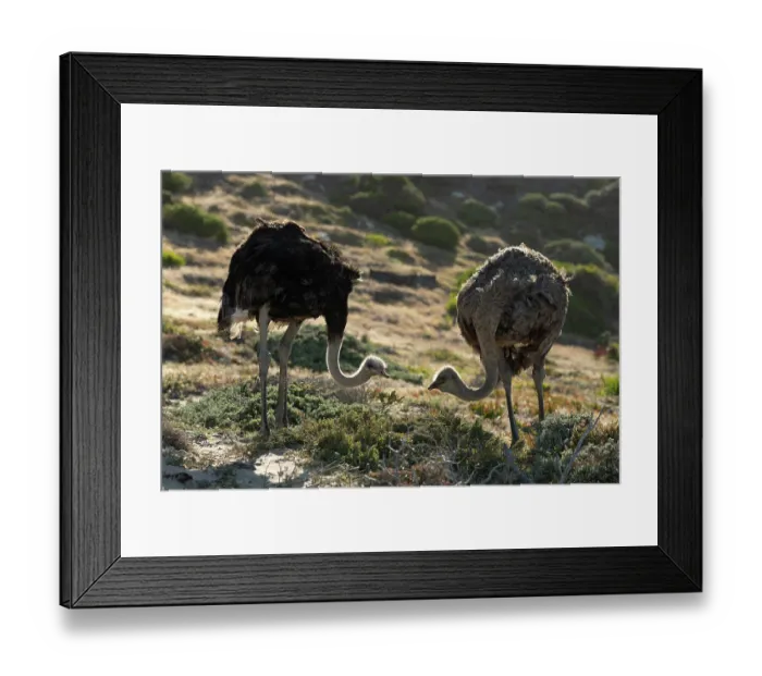 Framed Print : South African ostriches (Struthio camelus australis) pair, standing on rocky ground with fynbos vegetation, Cape Point Nature Reserve, Table Mountain National Park, Western Cape