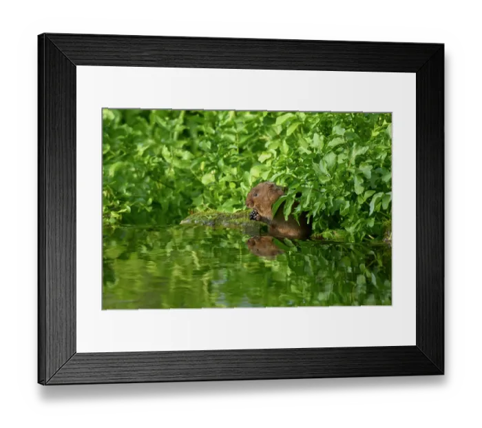 Framed Print : Water vole (Arvicola amphibius) feeding on a Blackberry (Rubus sp.) at water's edge, Kent, England, UK. May