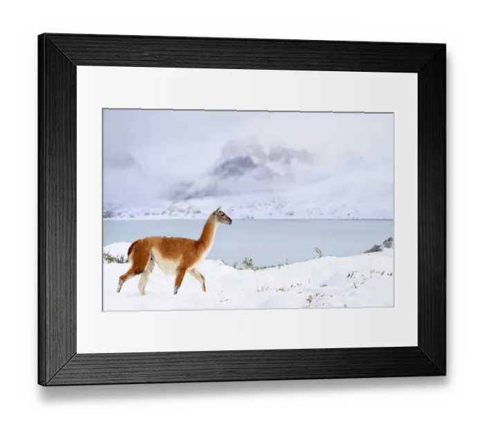 Framed Print : Guanaco (Lama guanicoe) walking along snow-covered shore of Lago Pehoe, with Torres del Paine massif in the background, Torres del Paine National Park, Patagonia, Chile Framed Print : Guanaco (Lama guanicoe) walking along snow-covered shore of Lago Pehoe, with Torres del Paine massif in the background, Torres del Paine National Park, Patagonia, Chile