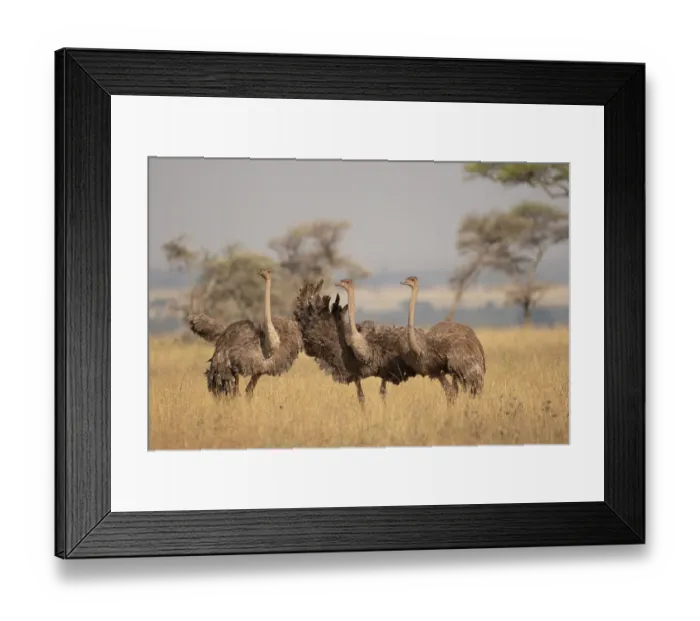 Framed Print : Three Masai ostriches (Struthio camelus massaicus) mayor female and satellite females, in nesting territory during egg-laying phase, Serengeti National Park, Tanzania Framed Print : Three Masai ostriches (Struthio camelus massaicus) mayor female and satellite females, in nesting territory during egg-laying phase, Serengeti National Park, Tanzania