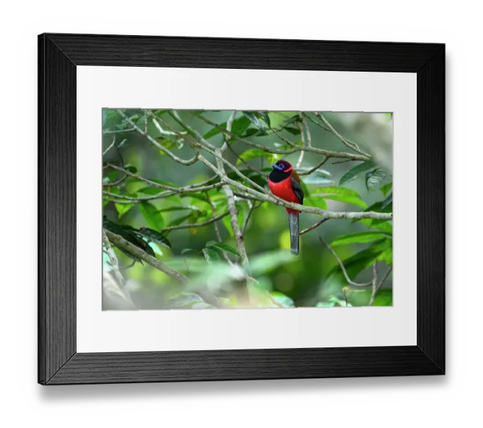 Framed Print : Diard's trogon (Harpactes diardii) male, perched in rainforest canopy, Rainforest Discovery Centre, Sepilok, Sabah, Borneo Framed Print : Diard's trogon (Harpactes diardii) male, perched in rainforest canopy, Rainforest Discovery Centre, Sepilok, Sabah, Borneo