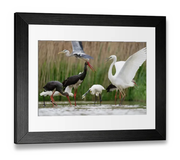 Framed Print : Black storks (Ciconia nigra) and Eurasian spoonbills (Platalea leucorodia) feeding in shallow water with Great white heron (Ardea alba) in foreground and Grey heron (Ardea cinerea)