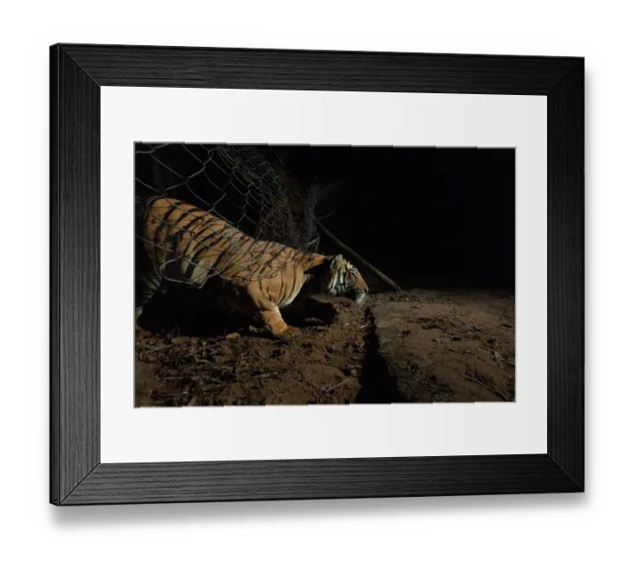 Framed Print : Bengal tiger (Panthera tigris tigris) male, following scent of tigress and cubs, Bandhavgarh Tiger Reserve, Madhya Pradesh, India. Endangered. Camera trap image Framed Print : Bengal tiger (Panthera tigris tigris) male, following scent of tigress and cubs, Bandhavgarh Tiger Reserve, Madhya Pradesh, India. Endangered. Camera trap image