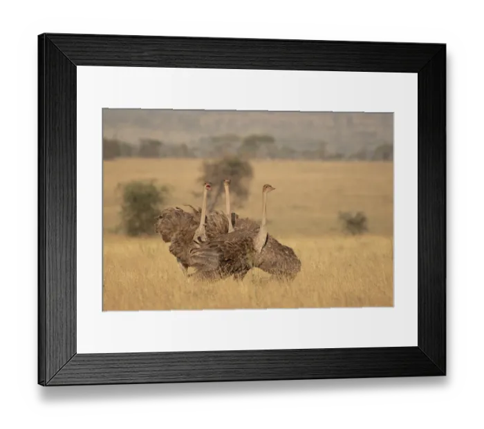 Framed Print : Three Masai ostriches (Struthio camelus massaicus) mayor female and satellite females, in nesting territory during egg-laying phase, Serengeti National Park, Tanzania Framed Print : Three Masai ostriches (Struthio camelus massaicus) mayor female and satellite females, in nesting territory during egg-laying phase, Serengeti National Park, Tanzania