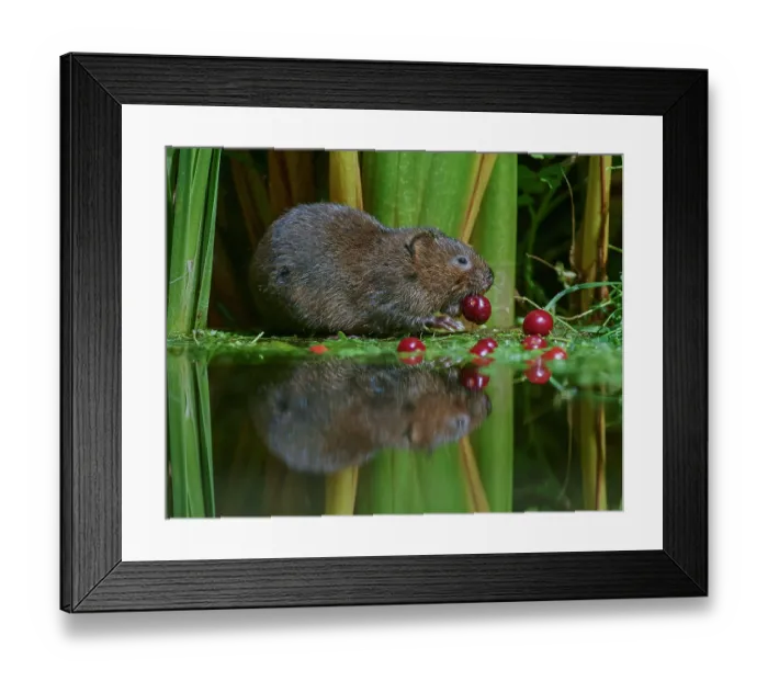 Framed Print : Water vole (Arvicola amphibius) feeding on Wild cherries (Prunus avium) at water's edge, Kent, England, UK. July. Controlled conditions Framed Print : Water vole (Arvicola amphibius) feeding on Wild cherries (Prunus avium) at water's edge, Kent, England, UK. July. Controlled conditions