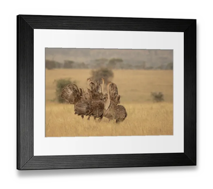 Framed Print : Three Masai ostriches (Struthio camelus massaicus) mayor female and satellite females, in nesting territory during egg-laying phase, Serengeti National Park, Tanzania Framed Print : Three Masai ostriches (Struthio camelus massaicus) mayor female and satellite females, in nesting territory during egg-laying phase, Serengeti National Park, Tanzania