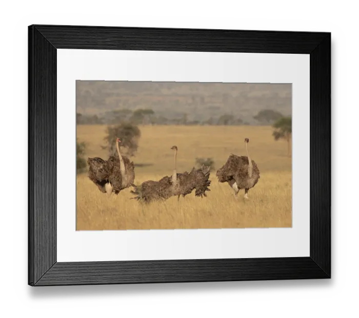 Framed Print : Three Masai ostriches (Struthio camelus massaicus) mayor female and satellite females, in nesting territory during egg-laying phase, Serengeti National Park, Tanzania Framed Print : Three Masai ostriches (Struthio camelus massaicus) mayor female and satellite females, in nesting territory during egg-laying phase, Serengeti National Park, Tanzania