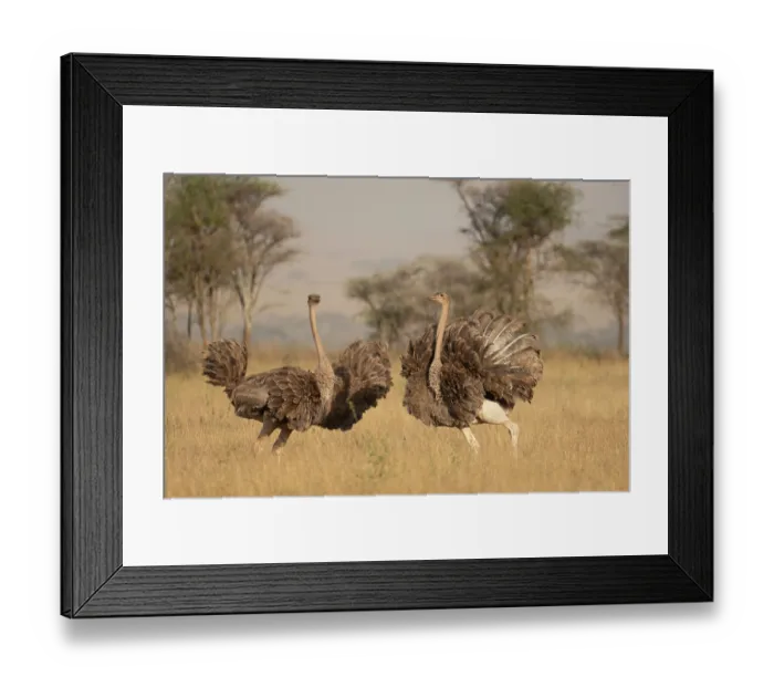 Framed Print : Two Masai ostriches (Struthio camelus massaicus) mayor female and satellite female, in nesting territory during egg-laying phase, Serengeti National Park, Tanzania Framed Print : Two Masai ostriches (Struthio camelus massaicus) mayor female and satellite female, in nesting territory during egg-laying phase, Serengeti National Park, Tanzania