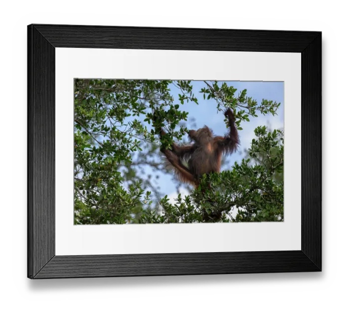 Framed Print : Bornean orangutan (Pongo pygmaeus) sub-adult, feeding on fruit in river-side vegetation, Lower Kinabatangan River, Sabah, Borneo. Critically endangered Framed Print : Bornean orangutan (Pongo pygmaeus) sub-adult, feeding on fruit in river-side vegetation, Lower Kinabatangan River, Sabah, Borneo. Critically endangered
