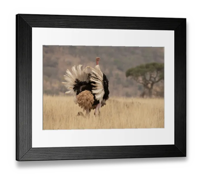 Framed Print : Masai ostriches (Struthio camelus massaicus) pair mating, Serengeti National Park, Tanzania Framed Print : Masai ostriches (Struthio camelus massaicus) pair mating, Serengeti National Park, Tanzania