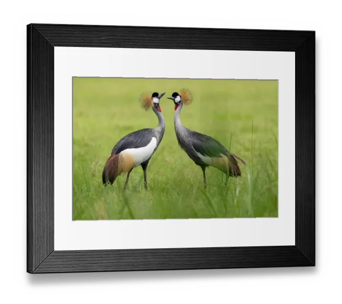 Framed Print : RF - Grey crowned cranes (Balearica regulorum gibbericeps) pair, courtship display, Kyawagonya Kaku swamp, Uganda. Endangered Framed Print : RF - Grey crowned cranes (Balearica regulorum gibbericeps) pair, courtship display, Kyawagonya Kaku swamp, Uganda. Endangered