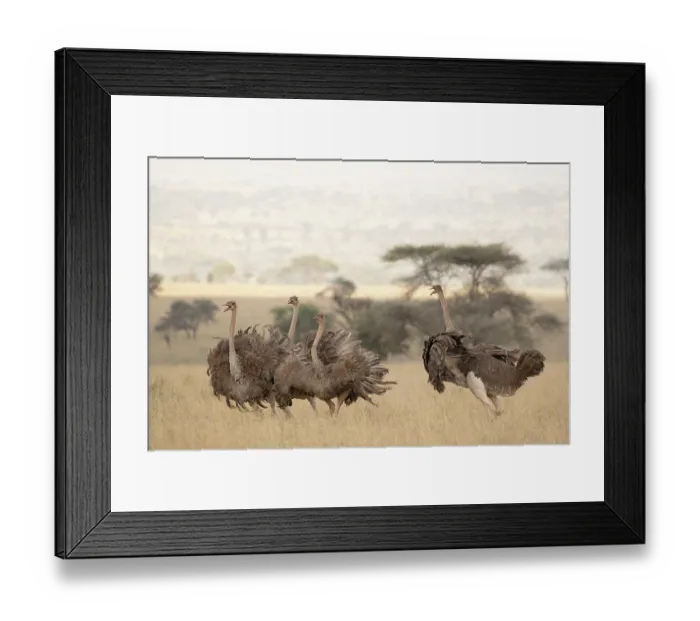 Framed Print : Group of Masai ostriches (Struthio camelus massaicus) mayor female and satellite females in nesting territory during egg-laying phase, Serengeti National Park, Tanzania Framed Print : Group of Masai ostriches (Struthio camelus massaicus) mayor female and satellite females in nesting territory during egg-laying phase, Serengeti National Park, Tanzania