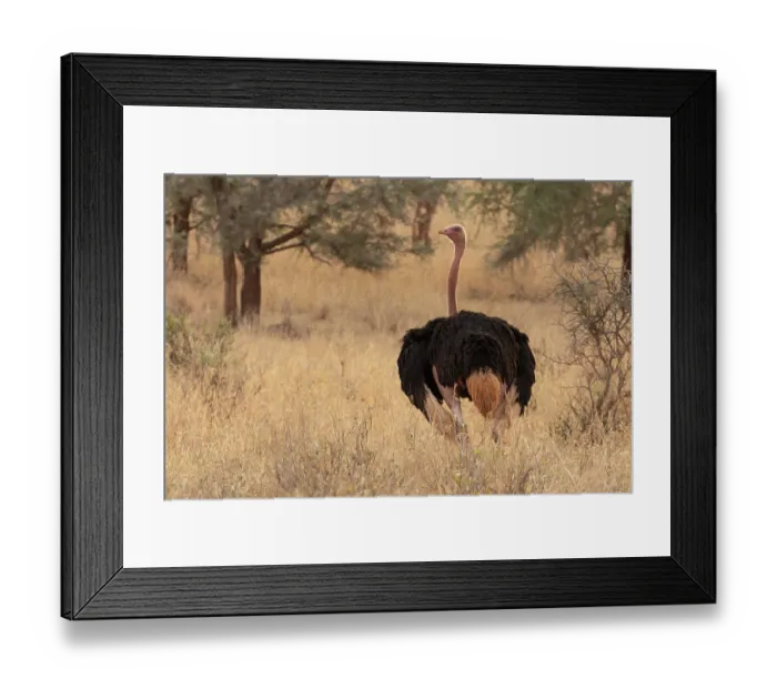 Framed Print : Masai ostrich (Struthio camels massaicus) male, standing in grassland, Tarangire National Park, Tanzania Framed Print : Masai ostrich (Struthio camels massaicus) male, standing in grassland, Tarangire National Park, Tanzania