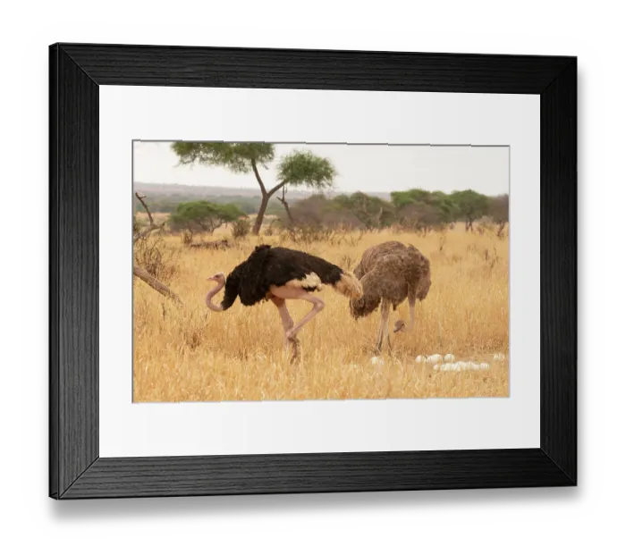 Framed Print : Masai ostriches (Struthio camelus massaicus) pair at nest, incubation changeover, male to female, Tarangire National Park Tanzania Framed Print : Masai ostriches (Struthio camelus massaicus) pair at nest, incubation changeover, male to female, Tarangire National Park Tanzania