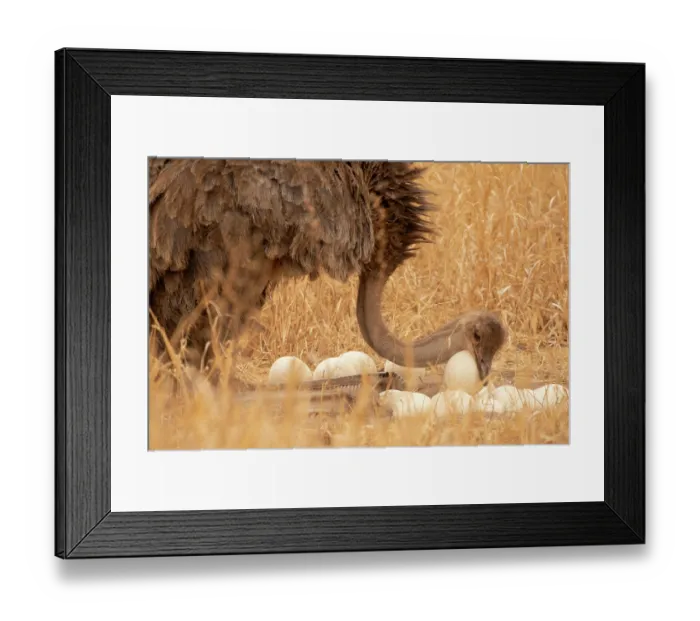 Framed Print : Masai ostrich (Struthio camelus massaicus) female, sitting on heels at nest, arranging eggs, Tarangire National Park, Tanzania Framed Print : Masai ostrich (Struthio camelus massaicus) female, sitting on heels at nest, arranging eggs, Tarangire National Park, Tanzania