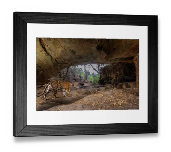 Framed Print : Bengal tiger (Panthera tigris tigris) female, passing under stone arch, formed due to weathering, believed to be centuries old, Bandhavgarh Tiger Reserve, Madhya Pradesh, India Framed Print : Bengal tiger (Panthera tigris tigris) female, passing under stone arch, formed due to weathering, believed to be centuries old, Bandhavgarh Tiger Reserve, Madhya Pradesh, India