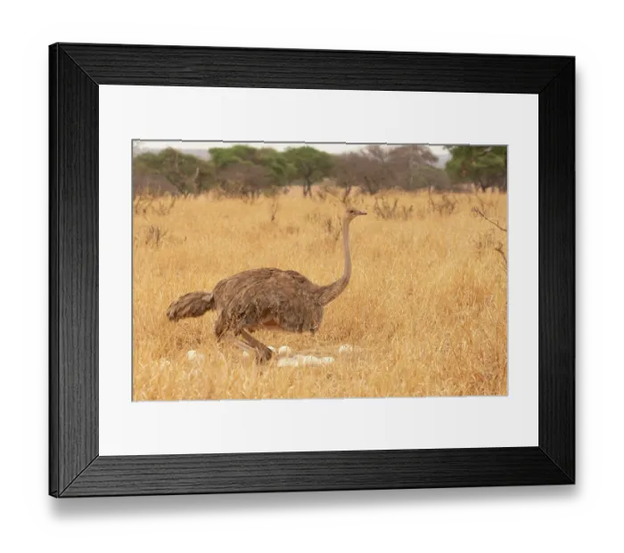 Framed Print : Masai ostrich (Struthio camelus massaicus) female, sitting down on eggs, Tarangire National Park, Tanzania Framed Print : Masai ostrich (Struthio camelus massaicus) female, sitting down on eggs, Tarangire National Park, Tanzania