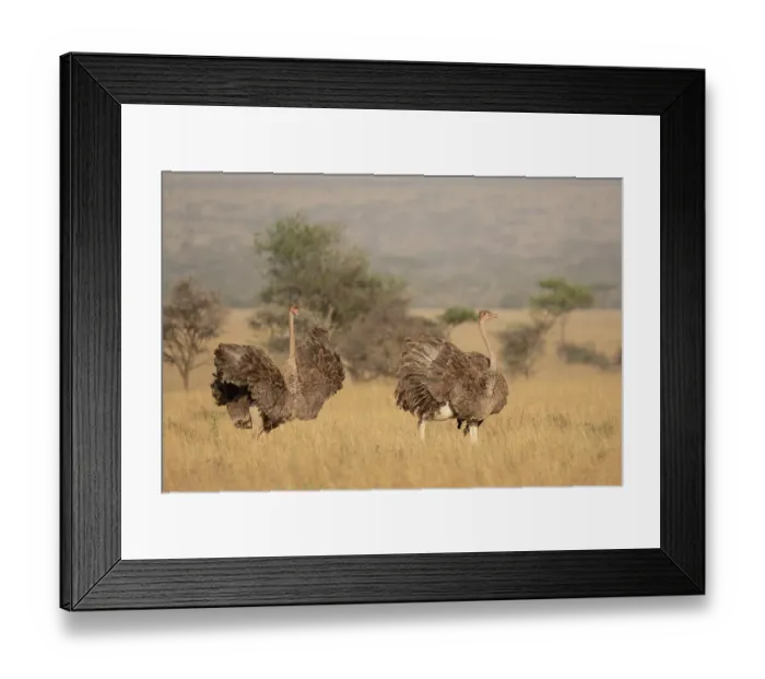 Framed Print : Two Masai ostriches (Struthio camelus massaicus) mayor female and satellite female, in nesting territory during egg-laying phase, Serengeti National Park, Tanzania Framed Print : Two Masai ostriches (Struthio camelus massaicus) mayor female and satellite female, in nesting territory during egg-laying phase, Serengeti National Park, Tanzania