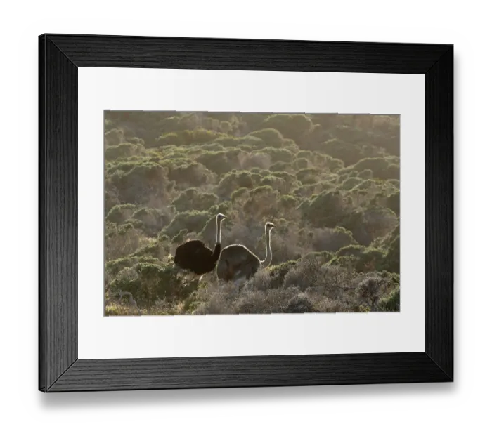 Framed Print : South African ostriches (Struthio camelus australis) pair, walking through fynbos vegetation in morning sunlight, Cape Point Nature Reserve, Table Mountain National Park Framed Print : South African ostriches (Struthio camelus australis) pair, walking through fynbos vegetation in morning sunlight, Cape Point Nature Reserve, Table Mountain National Park
