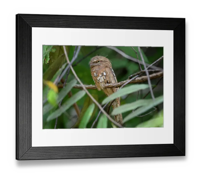 Framed Print : Sunda frogmouth (Batrachostomus cornutus) rufous morph, perched on branch in dense river-side vegetation, Lower Kinabatangan River, Sabah, Borneo Framed Print : Sunda frogmouth (Batrachostomus cornutus) rufous morph, perched on branch in dense river-side vegetation, Lower Kinabatangan River, Sabah, Borneo