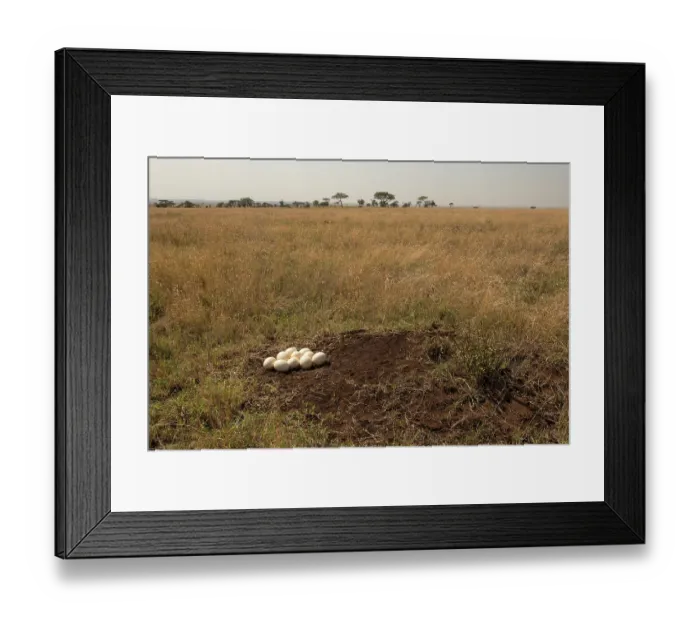 Framed Print : Masai ostrich (Struthio camelus massaicus) eggs in nest, Serengeti National Park, Tanzania Framed Print : Masai ostrich (Struthio camelus massaicus) eggs in nest, Serengeti National Park, Tanzania