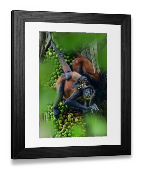 Framed Print : Central American spider monkey (Ateles geoffroyi) female with infant feeding on palm fruits, Osa Peninsula, Costa Rica. Endangered Framed Print : Central American spider monkey (Ateles geoffroyi) female with infant feeding on palm fruits, Osa Peninsula, Costa Rica. Endangered