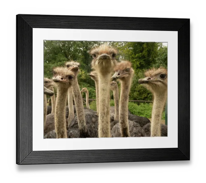 Framed Print : Group of Ostriches (Struthio camelus) juveniles aged 1 year, at an ostrich farm, portrait, Straussenfarm Emminghausen, Wermelskirchen, Germany. Captive Framed Print : Group of Ostriches (Struthio camelus) juveniles aged 1 year, at an ostrich farm, portrait, Straussenfarm Emminghausen, Wermelskirchen, Germany. Captive