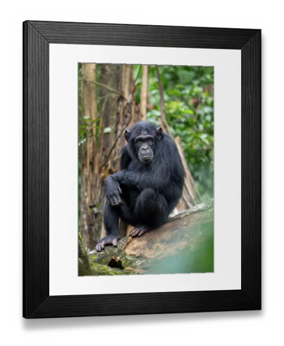 Framed Print : RF - Chimpanzee (Pan troglodytes) sitting on branch, Kibale Forest National Park, Uganda. Endangered. (This image may be licensed either as rights managed or royalty free.)