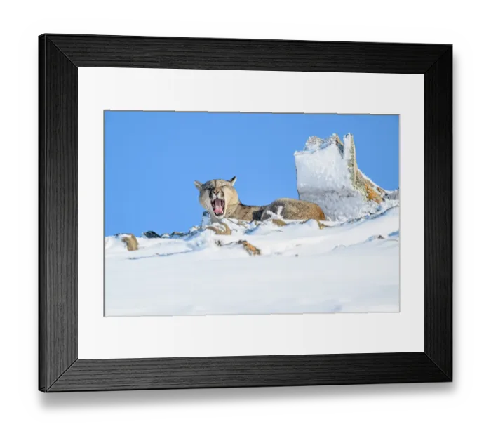 Framed Print : Puma (Puma concolor) juvenile male, yawning while resting in deep snow, Torres del Paine National Park, Patagonia, Chile