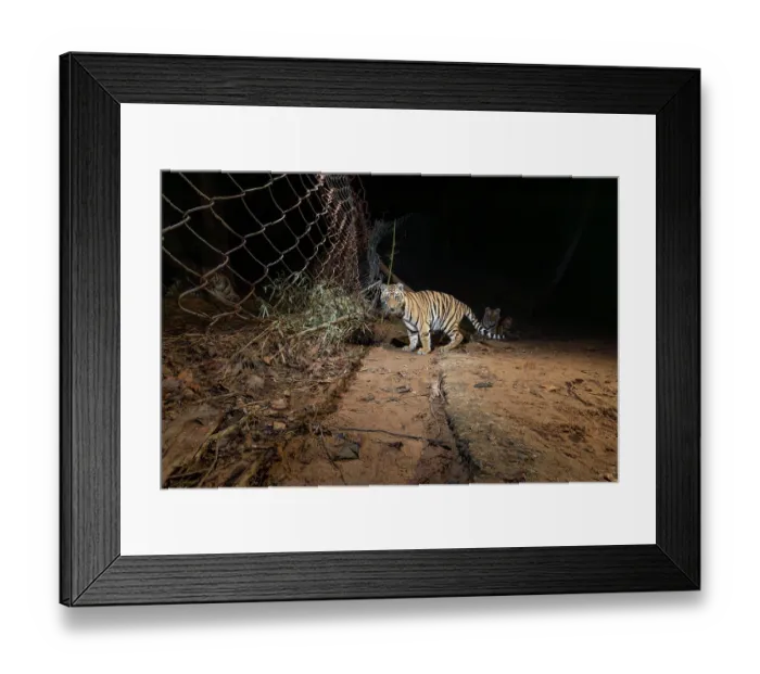 Framed Print : Bengal tiger (Panthera tigris tigris) cubs crossing metal fence seperating core zone from buffer zone at night, Bandhavgarh Tiger Reserve, Madhya Pradesh, India. Endangered