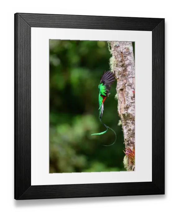 Framed Print : Resplendent quetzal (Pharomachrus mocinno) male, arriving at nest hole with fruit for chicks, Talamanca, Atlantic slope montane rainforest, Costa Rica Framed Print : Resplendent quetzal (Pharomachrus mocinno) male, arriving at nest hole with fruit for chicks, Talamanca, Atlantic slope montane rainforest, Costa Rica