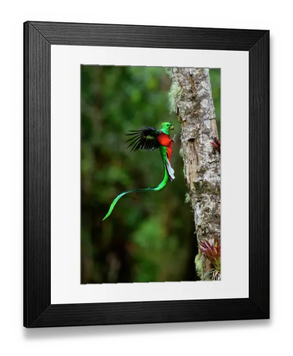 Framed Print : Resplendent quetzal (Pharomachrus mocinno) male, arriving at nest hole with fruit for chicks, Talamanca, Atlantic slope montane rainforest, Costa Rica Framed Print : Resplendent quetzal (Pharomachrus mocinno) male, arriving at nest hole with fruit for chicks, Talamanca, Atlantic slope montane rainforest, Costa Rica