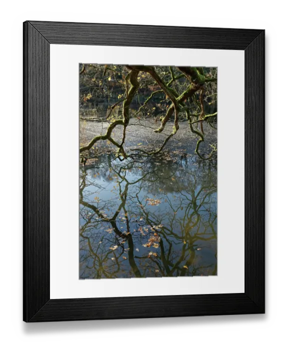 Framed Print : English oak (Quercus robur) tree shedding leaves onto partly frozen Cannop Ponds, Forest of Dean, Gloucestershire, England, UK. December Framed Print : English oak (Quercus robur) tree shedding leaves onto partly frozen Cannop Ponds, Forest of Dean, Gloucestershire, England, UK. December