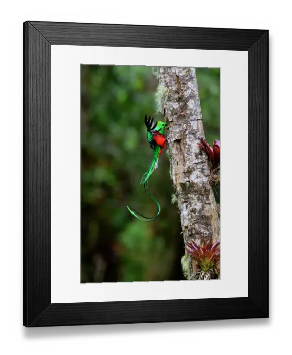 Framed Print : Resplendent quetzal (Pharomachrus mocinno) male, perched at entrance to nest hole feeding chicks, Talamanca, Atlantic slope montane rainforest, Costa Rica Framed Print : Resplendent quetzal (Pharomachrus mocinno) male, perched at entrance to nest hole feeding chicks, Talamanca, Atlantic slope montane rainforest, Costa Rica