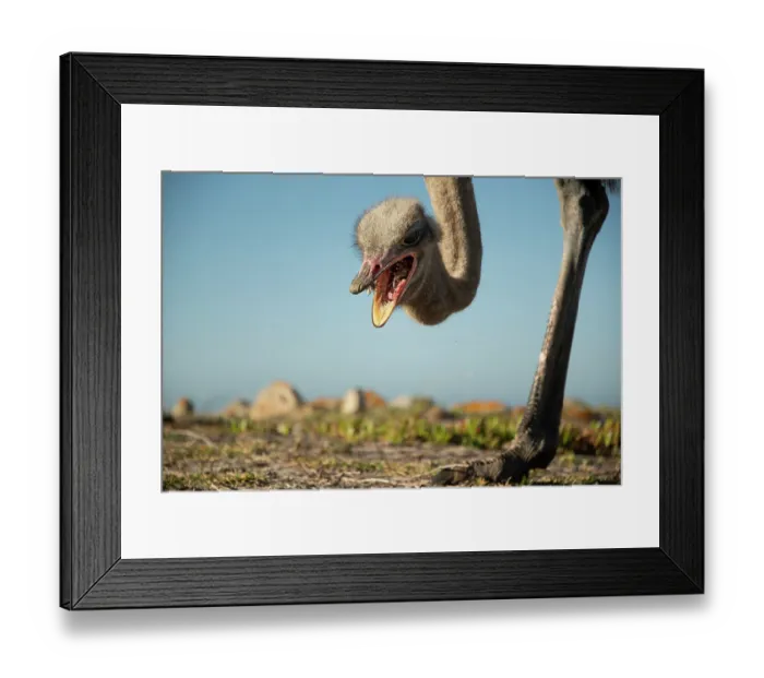 Framed Print : South African ostrich (Struthio camelus australis) male, feeding on fynbos vegetation, Cape Point Nature Reserve, Table Mountain National Park, Western Cape, South Africa Framed Print : South African ostrich (Struthio camelus australis) male, feeding on fynbos vegetation, Cape Point Nature Reserve, Table Mountain National Park, Western Cape, South Africa